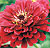 Tall Red Zinnia Select Seeds