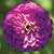 Tall Purple Zinnia Select Seeds