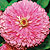 Benary Giant Rose Zinnia Seeds