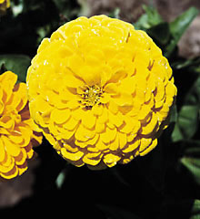 Benary Giant Yellow Zinnia Seeds