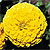 Tall Yellow Zinnia Select Seeds