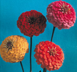Cut and Come Again Mix Zinnia Seeds