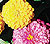 Zinnia Short Mix Select Seeds
