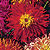 Giant Cactus Mix Zinnia Seeds