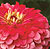 Benary Giant Coral F1 Zinnia Seeds