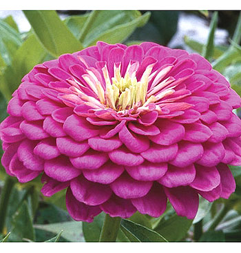 Benary Giant Lilac F1 Zinnia Seeds