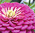 Benary Giant Lilac F1 Zinnia Seeds