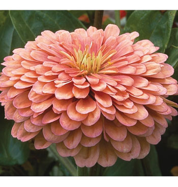 Benary Giant Salmon Rose F1 Zinnia Seeds