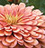 Benary Giant Salmon Rose F1 Zinnia Seeds