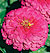 Oklahoma Pink Zinnia Seeds