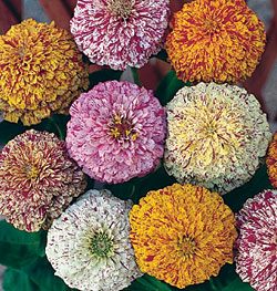 Peppermint Stick Mix Zinnia Seeds
