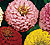 Pulcino Mix Zinnia Seeds
