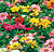 Zinnia Tall Mix Select Seeds