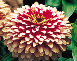 Cherry Ivory Swizzle Zinnia Seeds
