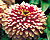 Cherry Ivory Swizzle Zinnia Seeds