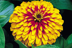 Scarlet Yellow Swizzle Zinnia Seeds
