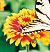 Zowie Yellow Flame Zinnia Seeds