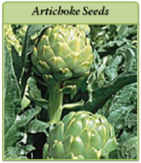 Artichoke Seeds artickoke-seeds-logo.png