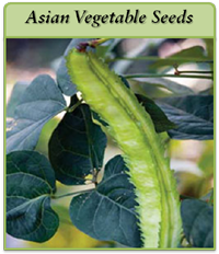 asian-vegetable-seeds-logo.png asian-vegetable-seeds-logo.png