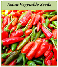 Asian Vegetable Seeds asian-vegetable-seeds-logo2.png