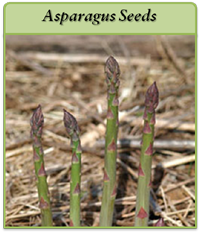 Asparagus Seeds asparagus-seeds-logo.png