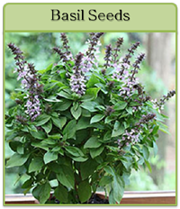 Basil Seeds