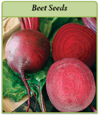 Beet Seeds beet-seeds-logo.png