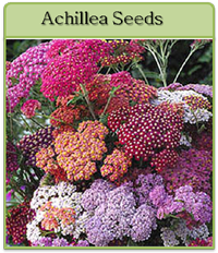Achillea Seeds Achillea Seeds