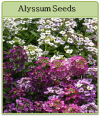 Alyssum Seeds Alyssum Seeds