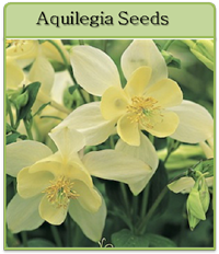 Aquilegia Seeds Aquilegia Seeds