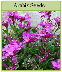 Arabis Seeds Arabis Seeds