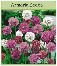 Armeria Seeds Armeria Seeds