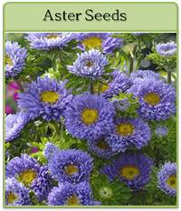 Aster Seeds Aster Seeds