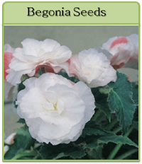 Begonia Seeds Begonia Seeds