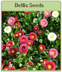 Bellis Seeds Bellis Seeds