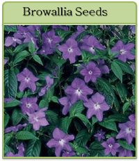 Browallia Seeds Browallia Seeds
