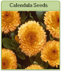 Calendula Seeds Calendula Seeds