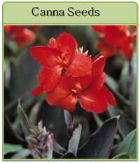 Canna Seeds Canna Seeds