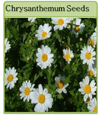 Chrysanthemum Seeds Chrysanthemum Seeds