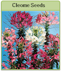 Cleome Seeds Cleome Seeds