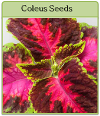 Coleus Seeds Coleus Seeds