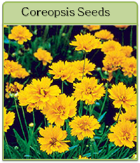 Coreopsis Seeds Coreopsis Seeds