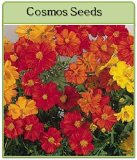 Cosmos Seeds Cosmos Seeds