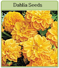 Dahlia Seeds Dahlia Seeds