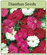 Dianthus Seeds Dianthus Seeds