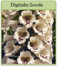 Digitalis Seeds Digitalis Seeds