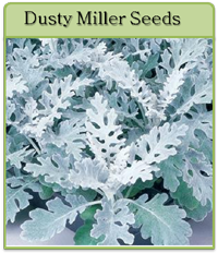Dusty Miller Seeds Dusty Miller Seeds