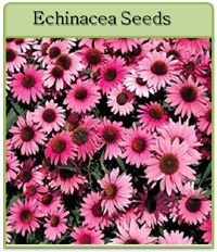 Echinacea Seeds Echinacea Seeds