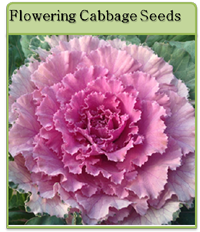 Flowering Cabbage Seeds Flowering Cabbage Seeds