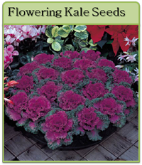 Flowering Kale Seeds Flowering Kale Seeds